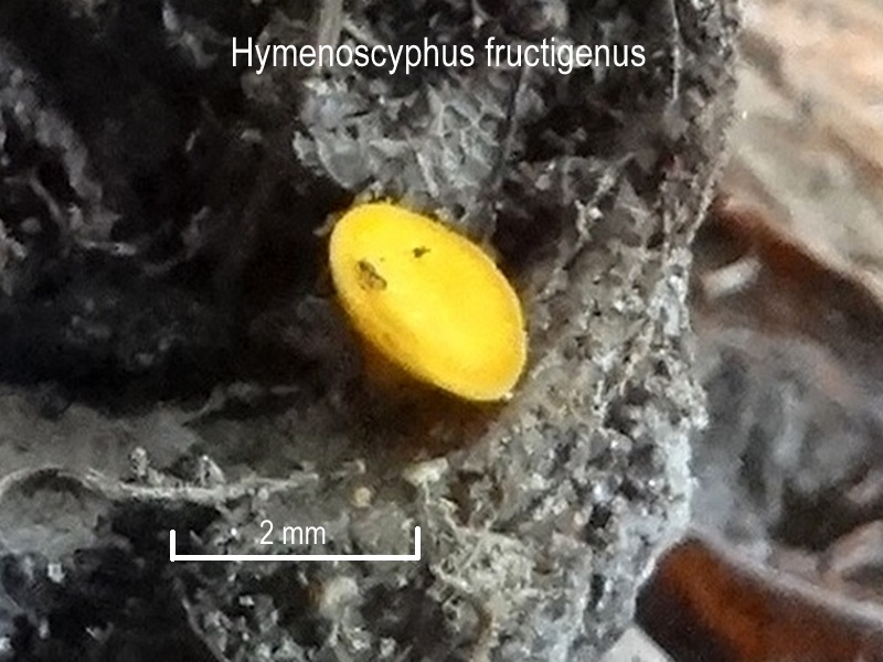 Hymenoscyphus fructigenus-amf883.jpg - Hymenoscyphus fructigenus ; Syn1: Helotium fructigenum ; Syn2: Peziza fructigena ; Nom français: Hélotie des fruits